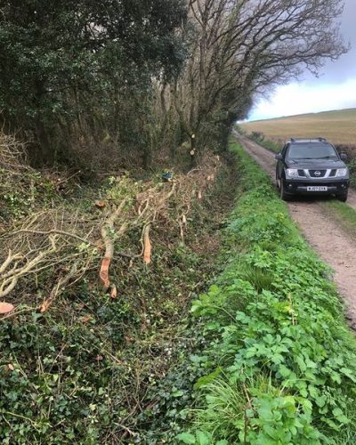 Hedge-laying-company-Weymouth-Dorchester-Dorset