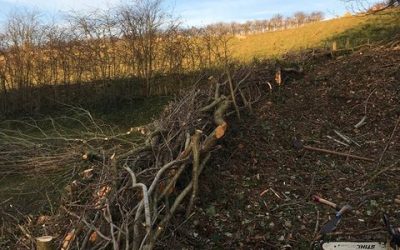 Hedge-laying-company-Weymouth-Dorchester-Dorset