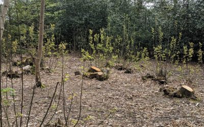 coppicing woodland management Weymouth Dorset